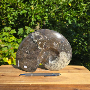 Ammonit - Echtes versteinertes Fossil - 100 Millionen Jahre alt - 24x18 cm - NR. 74