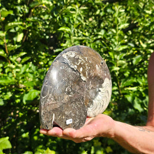 Ammonit - Echtes versteinertes Fossil - 100 Millionen Jahre alt - 24x18 cm - NR. 74