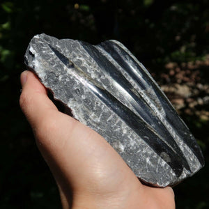 Orthoceras Fossil – 12x12cm geschliffene Platte aus Marokko - Nr. 47