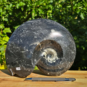 Ammonit - Echtes versteinertes Fossil - 100 Millionen Jahre alt - 25x21 cm - NR. 75