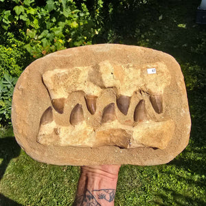 Mosasaurus Kiefer Prognathodon mit originalen Zähnen (Präpariert) – Fossil aus Marokko - 28x20cm - Nr. 47