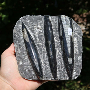 Orthoceras Fossil – 12x12cm geschliffene Platte aus Marokko - Nr. 47