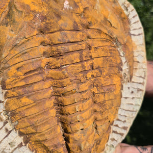 Echter Trilobit Fossil auf Matrix – Naturfund aus Marokko - handpräpariert - 28x24cm - Nr. 47
