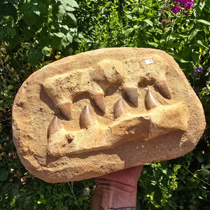 Mosasaurus Kiefer Prognathodon mit originalen Zähnen (Präpariert) – Fossil aus Marokko - 28x20cm - Nr. 47