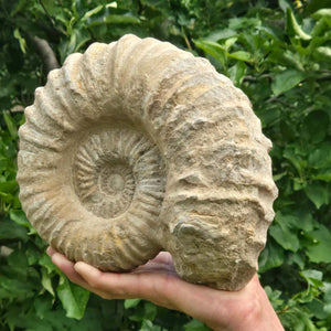 Ammonit - Echtes versteinertes Fossil - 100 Millionen Jahre alt - 24x20x10 cm - NR. 47
