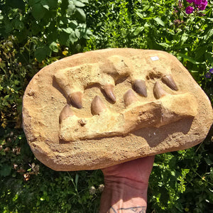 Mosasaurus Kiefer Prognathodon mit originalen Zähnen (Präpariert) – Fossil aus Marokko - 28x20cm - Nr. 47
