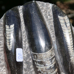 Orthoceras Fossil – 12x11cm geschliffene Platte aus Marokko - Nr. 48