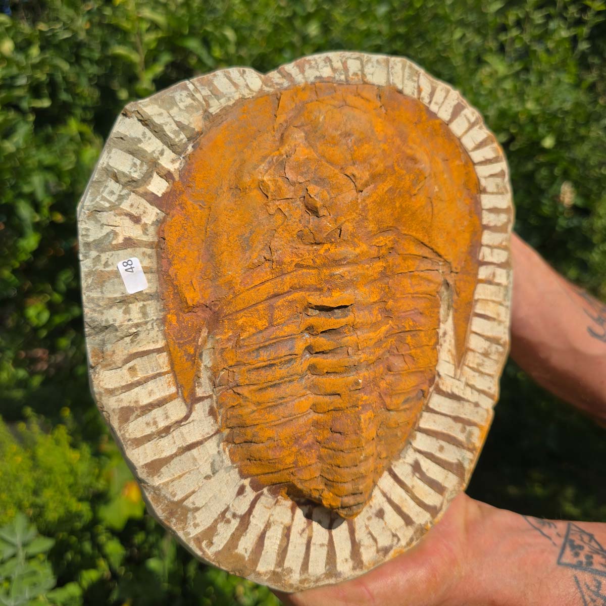 Echter Trilobit Fossil auf Matrix – Naturfund aus Marokko - handpräpariert - 25x21cm - Nr. 48