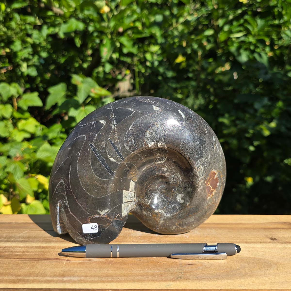 Ammonit - Echtes versteinertes Fossil - 100 Millionen Jahre alt - 17x14 cm - NR. 76
