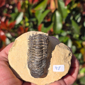 Echter Trilobit auf Muttergestein - Fossil aus Marokko – ca. 350 Mio. J., handpräpariert 7x8x4cm Nr. 48