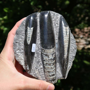 Orthoceras Fossil – 12x11cm geschliffene Platte aus Marokko - Nr. 48