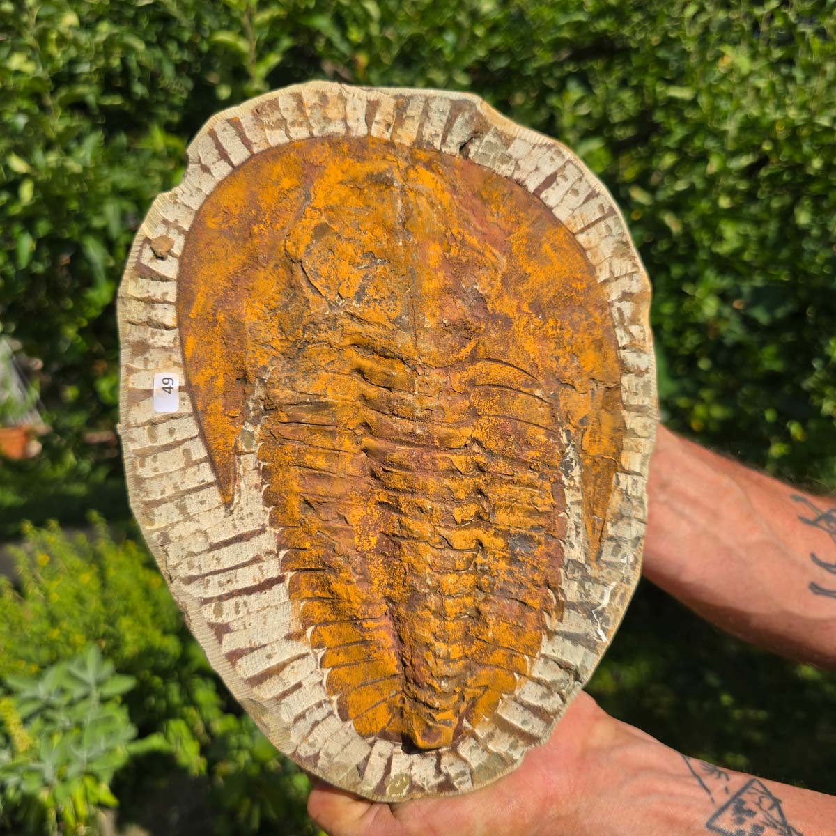 Echter Trilobit Fossil auf Matrix – Naturfund aus Marokko - handpräpariert - 26x19cm - Nr. 49