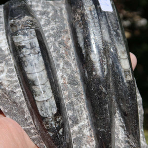 Orthoceras Fossil – 12x9cm geschliffene Platte aus Marokko - Nr. 49