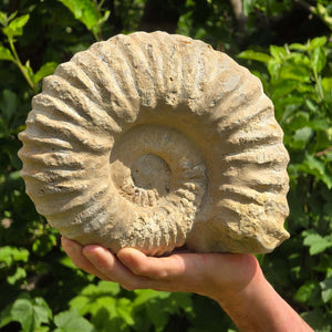 Ammonit - Echtes versteinertes Fossil - 100 Millionen Jahre alt - 24x20x10 cm - NR. 49