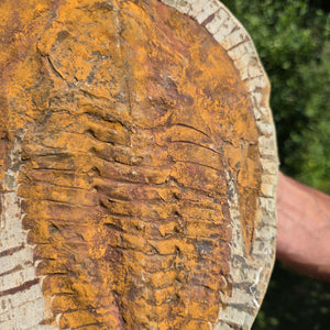 Echter Trilobit Fossil auf Matrix – Naturfund aus Marokko - handpräpariert - 26x19cm - Nr. 49