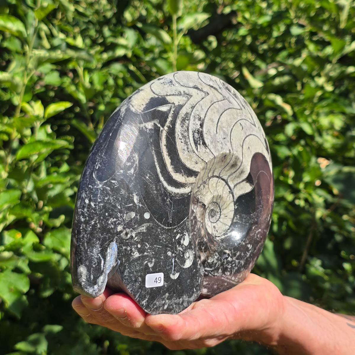 Ammonit - Echtes versteinertes Fossil - 100 Millionen Jahre alt - 21x17 cm - NR. 77