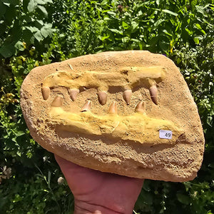 Mosasaurus Kiefer Prognathodon mit originalen Zähnen (Präpariert) – Fossil aus Marokko - 22x16cm - Nr. 49