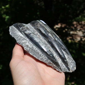 Orthoceras Fossil – 12x9cm geschliffene Platte aus Marokko - Nr. 49
