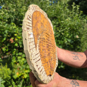 Echter Trilobit Fossil auf Matrix – Naturfund aus Marokko - handpräpariert - 26x19cm - Nr. 49