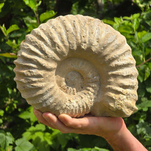 Ammonit - Echtes versteinertes Fossil - 100 Millionen Jahre alt - 24x20x10 cm - NR. 49