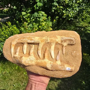 Mosasaurier Kiefer mit originalen Zähnen (Präpariert) – Fossil aus Marokko - 27x17cm - Nr. 4