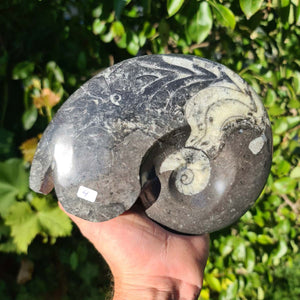 Ammonit - Echtes versteinertes Fossil - 100 Millionen Jahre alt - 19x15 cm - NR. 43
