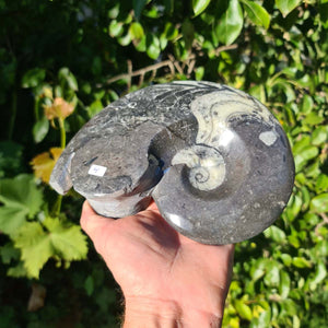 Ammonit - Echtes versteinertes Fossil - 100 Millionen Jahre alt - 19x15 cm - NR. 43