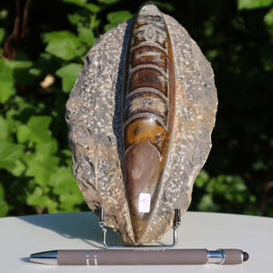 Orthoceras Fossil – 20x11cm geschliffene Platte aus Marokko - Nr. 4