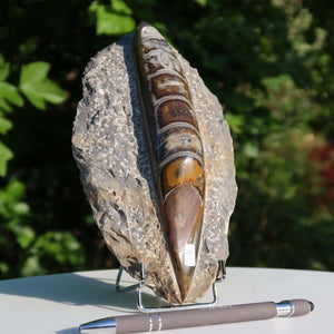 Orthoceras Fossil – 20x11cm geschliffene Platte aus Marokko - Nr. 4