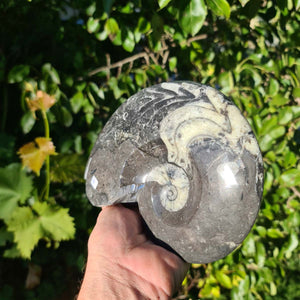Ammonit - Echtes versteinertes Fossil - 100 Millionen Jahre alt - 19x15 cm - NR. 43