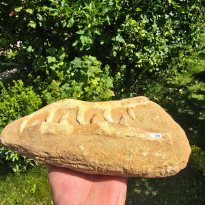 Mosasaurier Kiefer mit originalen Zähnen (Präpariert) – Fossil aus Marokko - 27x17cm - Nr. 4