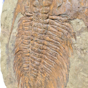 Echter Trilobit Fossil auf Matrix – Naturfund aus Marokko - handpräpariert - 48x37cm - Nr. 4