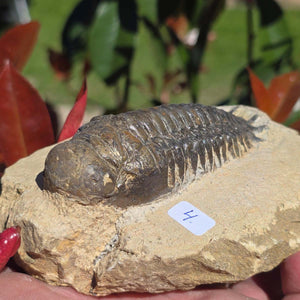 Echter Trilobit auf Muttergestein - Fossil aus Marokko – ca. 350 Mio. J., handpräpariert 11x9x5cm Nr. 4