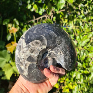 Ammonit - Echtes versteinertes Fossil - 100 Millionen Jahre alt - 19x15 cm - NR. 43