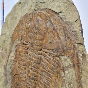 Echter Trilobit Fossil auf Matrix – Naturfund aus Marokko - handpräpariert - 48x37cm - Nr. 4