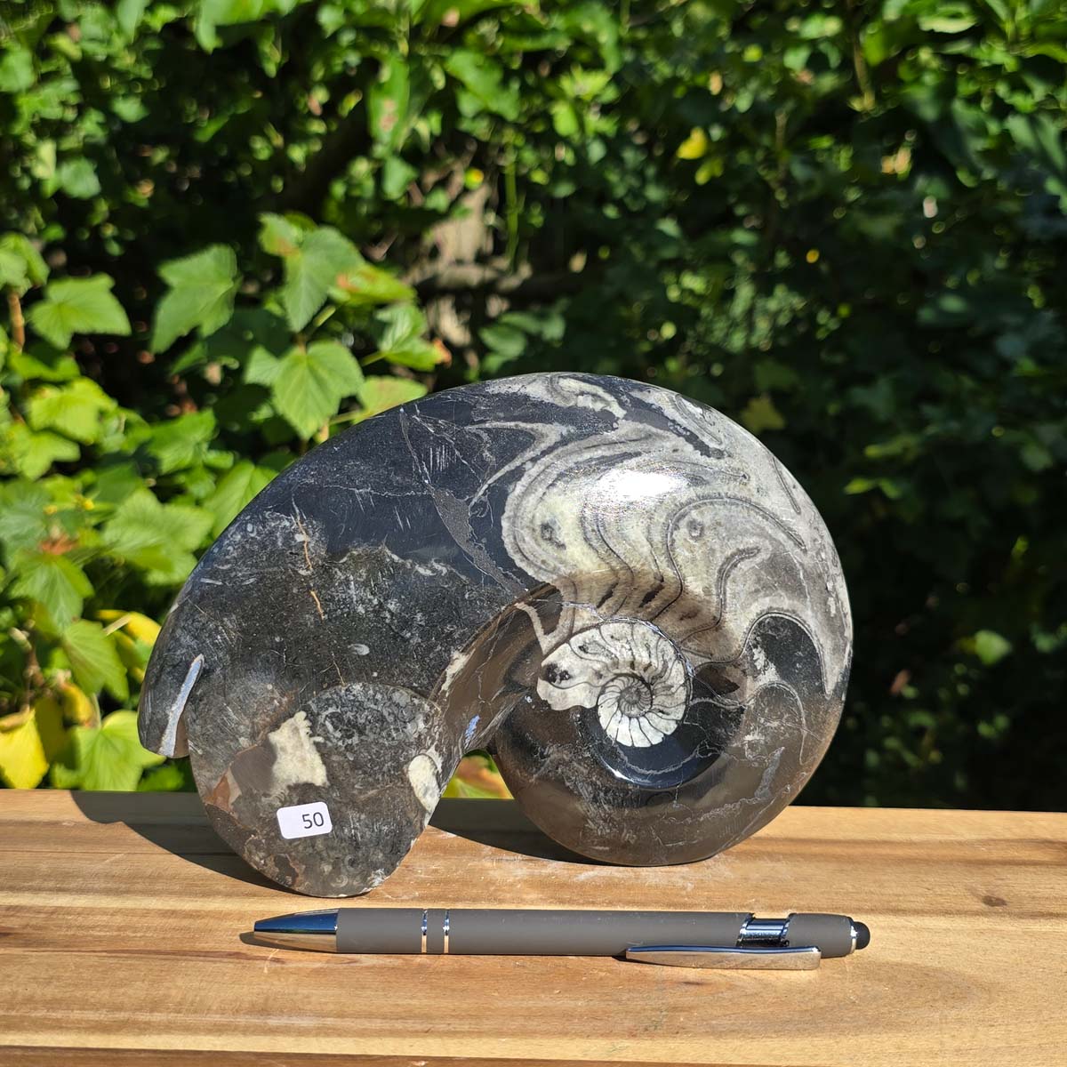 Ammonit - Echtes versteinertes Fossil - 100 Millionen Jahre alt - 20x14 cm - NR. 78