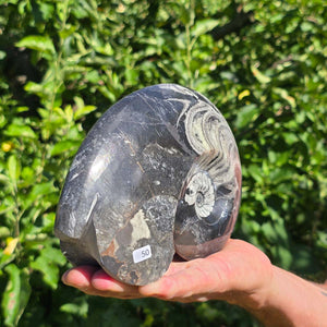 Ammonit - Echtes versteinertes Fossil - 100 Millionen Jahre alt - 20x14 cm - NR. 78