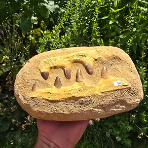Mosasaurus Kiefer Prognathodon mit originalen Zähnen (Präpariert) – Fossil aus Marokko - 23x14cm - Nr. 50