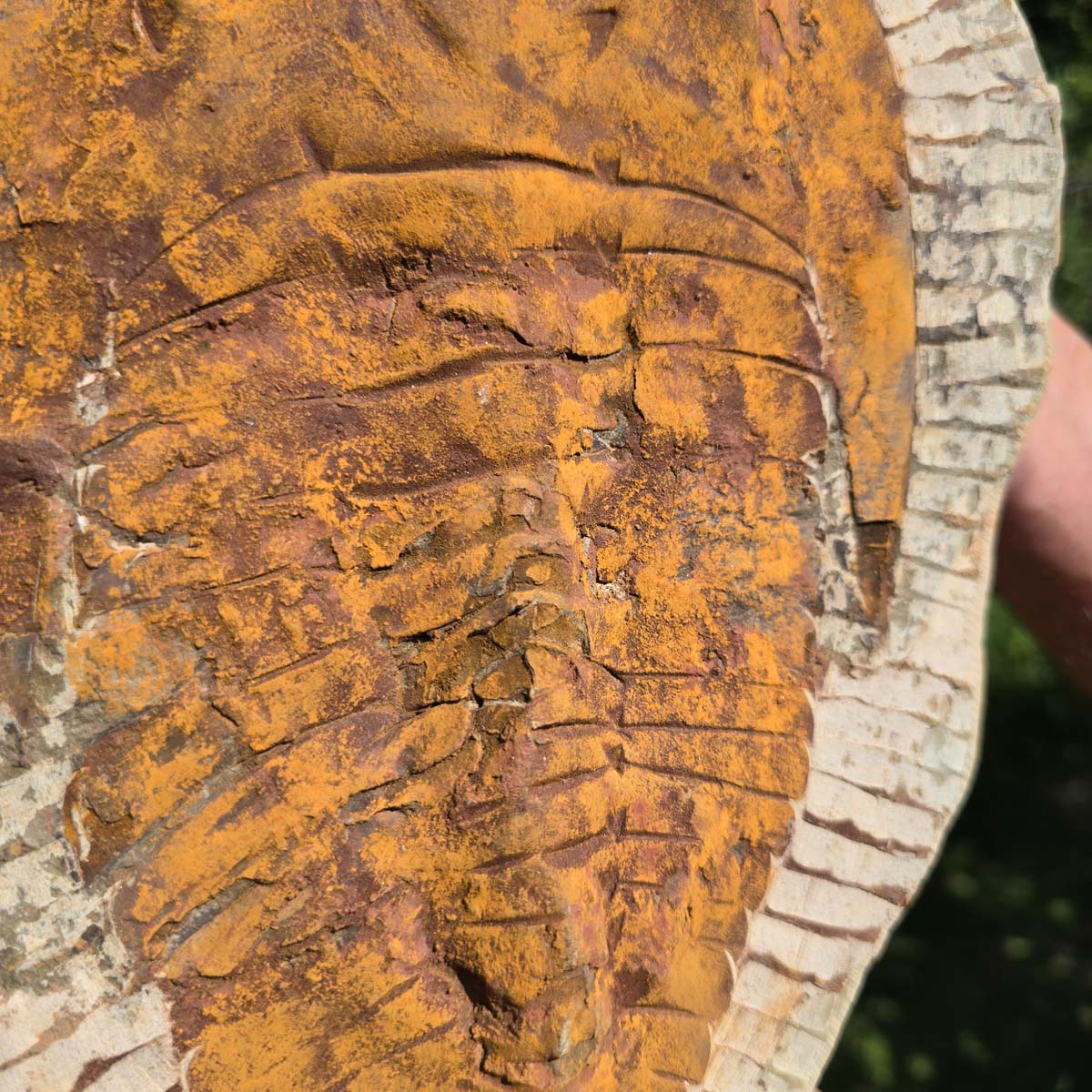 Echter Trilobit Fossil auf Matrix – Naturfund aus Marokko - handpräpariert - 29x22cm - Nr. 50