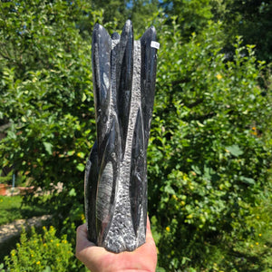 Geschliffene Freiform (Turm) mit Ammoniten und Orthoceras – 30x8x8cm - Nr. 50