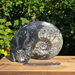 Ammonit - Echtes versteinertes Fossil - 100 Millionen Jahre alt - 24x18 cm - NR. 79