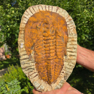 Echter Trilobit Fossil auf Matrix – Naturfund aus Marokko - handpräpariert - 26x18cm - Nr. 51