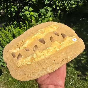 Mosasaurus Kiefer Prognathodon mit originalen Zähnen (Präpariert) – Fossil aus Marokko - 23x15cm - Nr. 51