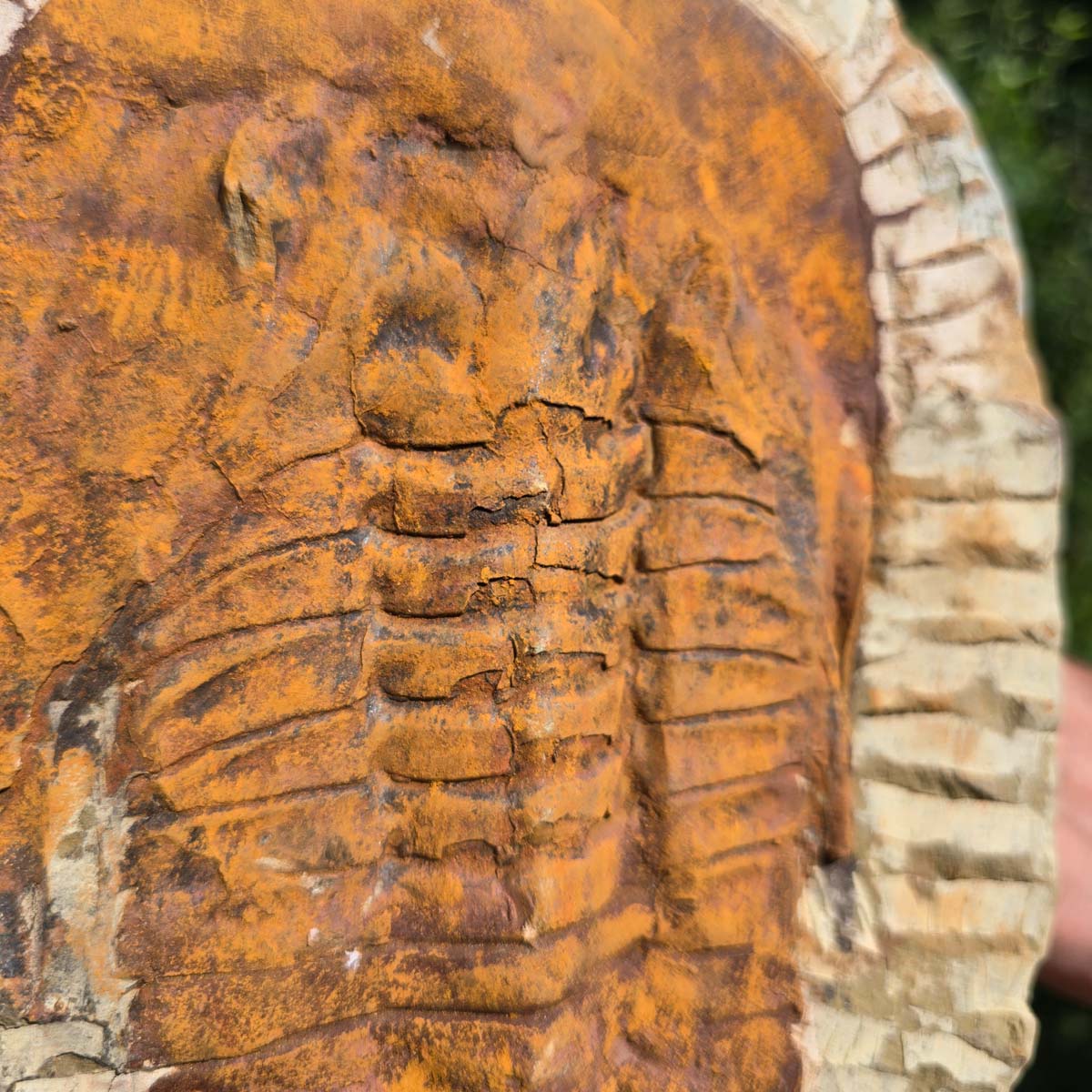 Echter Trilobit Fossil auf Matrix – Naturfund aus Marokko - handpräpariert - 26x18cm - Nr. 51