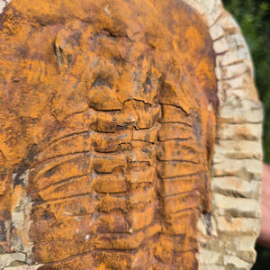 Echter Trilobit Fossil auf Matrix – Naturfund aus Marokko - handpräpariert - 26x18cm - Nr. 51