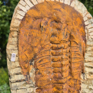 Echter Trilobit Fossil auf Matrix – Naturfund aus Marokko - handpräpariert - 26x18cm - Nr. 51