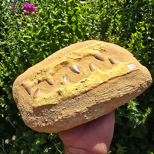 Mosasaurus Kiefer Prognathodon mit originalen Zähnen (Präpariert) – Fossil aus Marokko - 23x15cm - Nr. 51