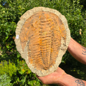 Echter Trilobit Fossil auf Matrix – Naturfund aus Marokko - handpräpariert - 27x22cm - Nr. 52