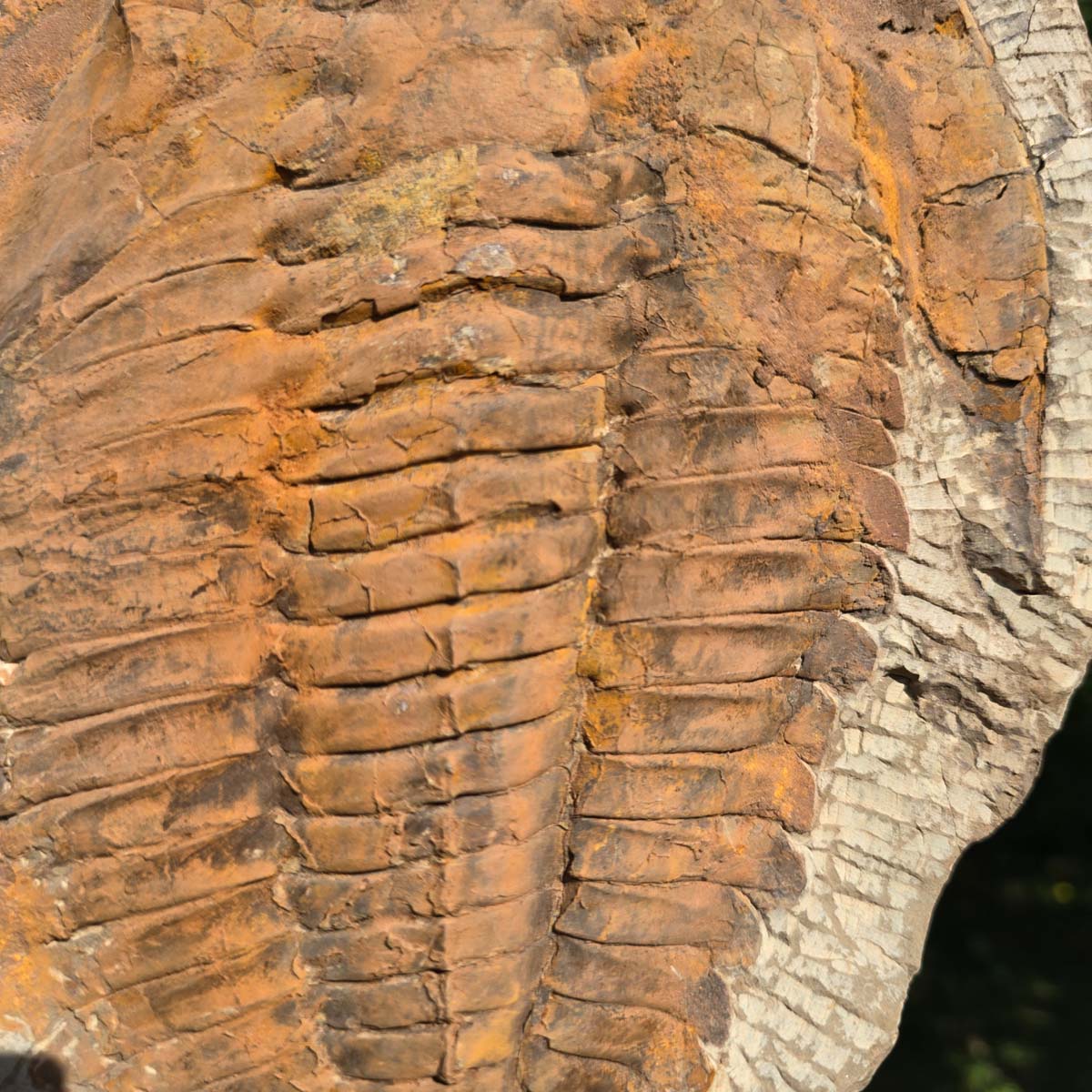 Echter Trilobit Fossil auf Matrix – Naturfund aus Marokko - handpräpariert - 27x22cm - Nr. 52