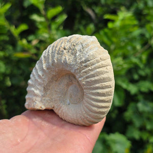 Ammonit - Echtes versteinertes Fossil - 100 Millionen Jahre alt - 10x8x5 cm - NR. 52